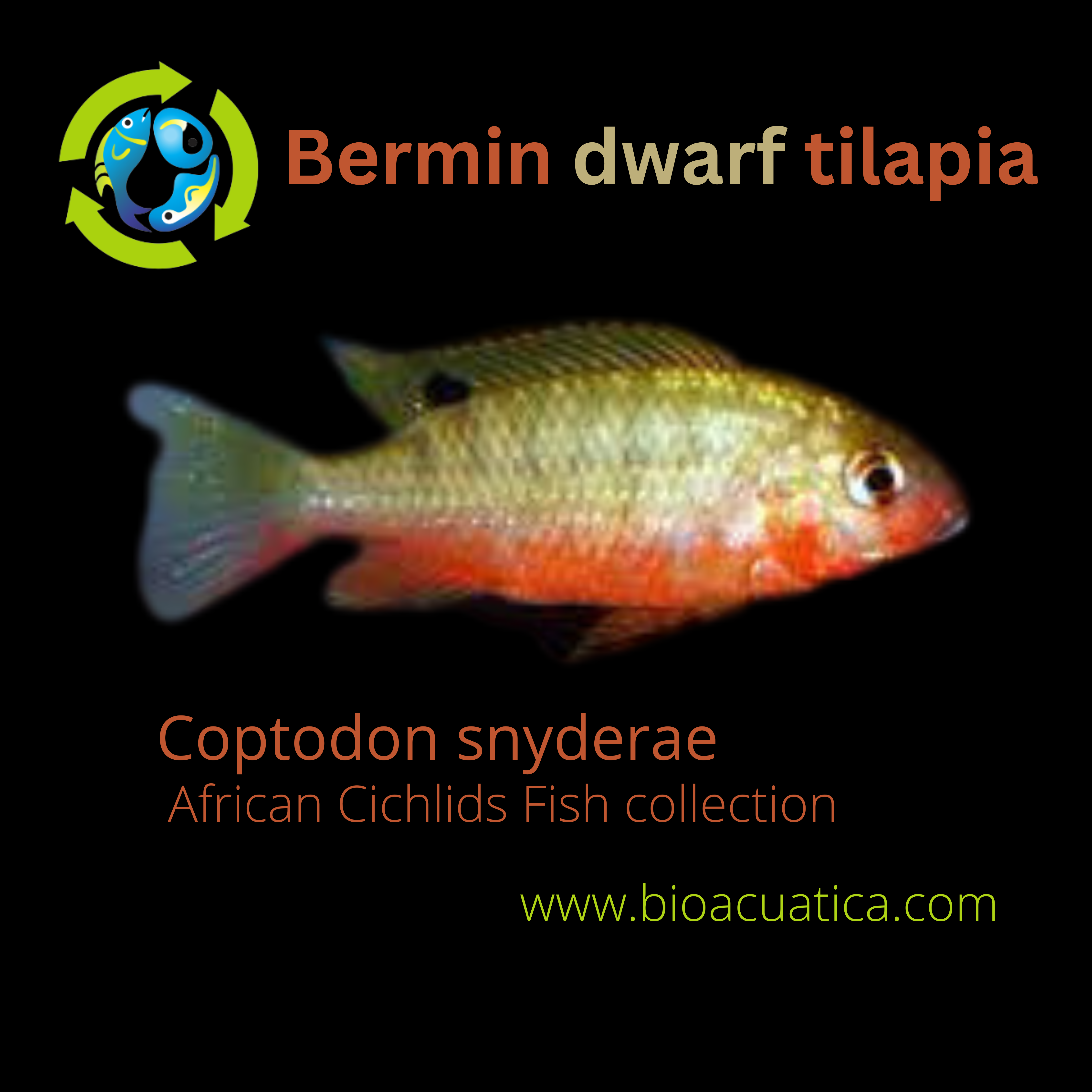 Tilapia live on sale fish for sale