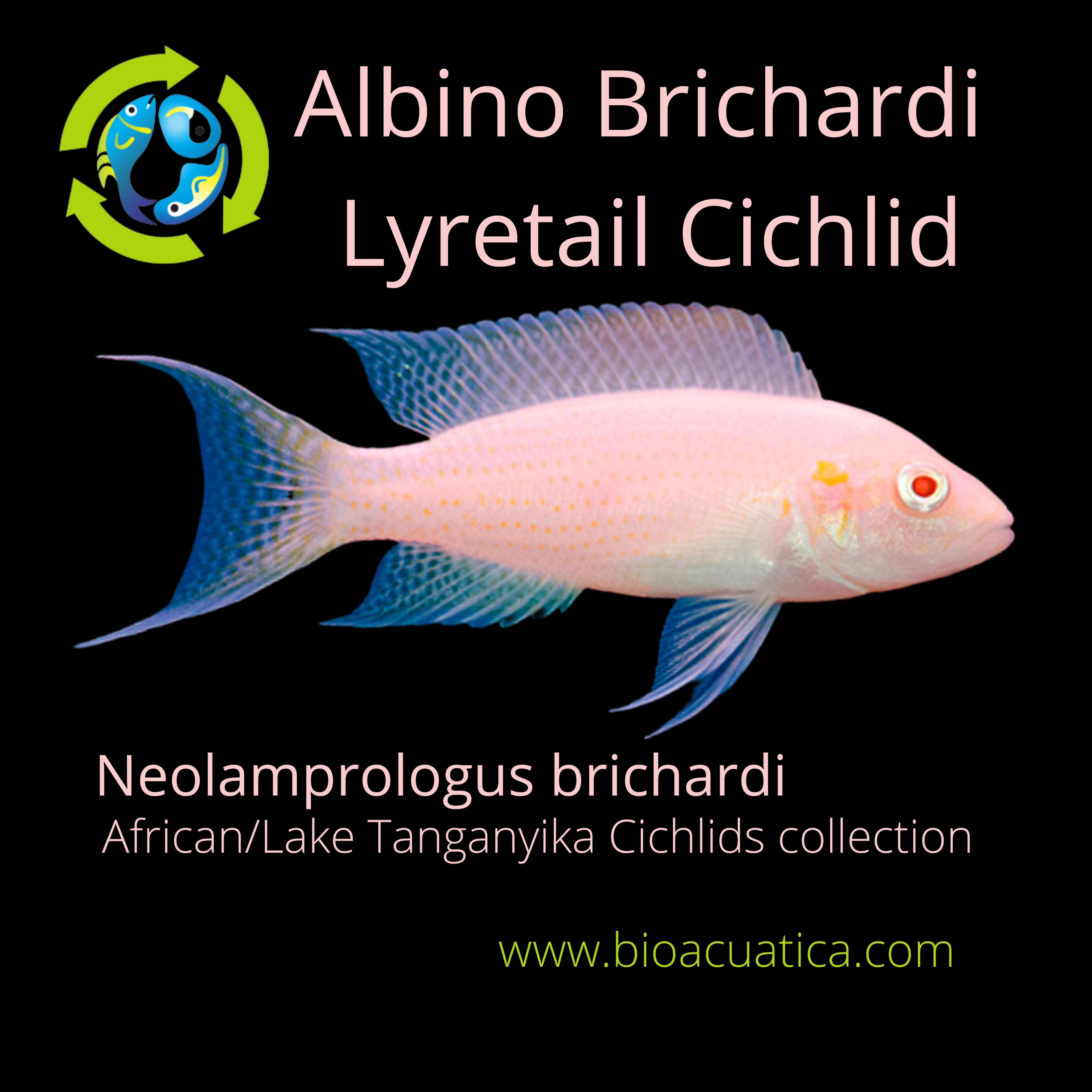 albino electric yellow cichlid