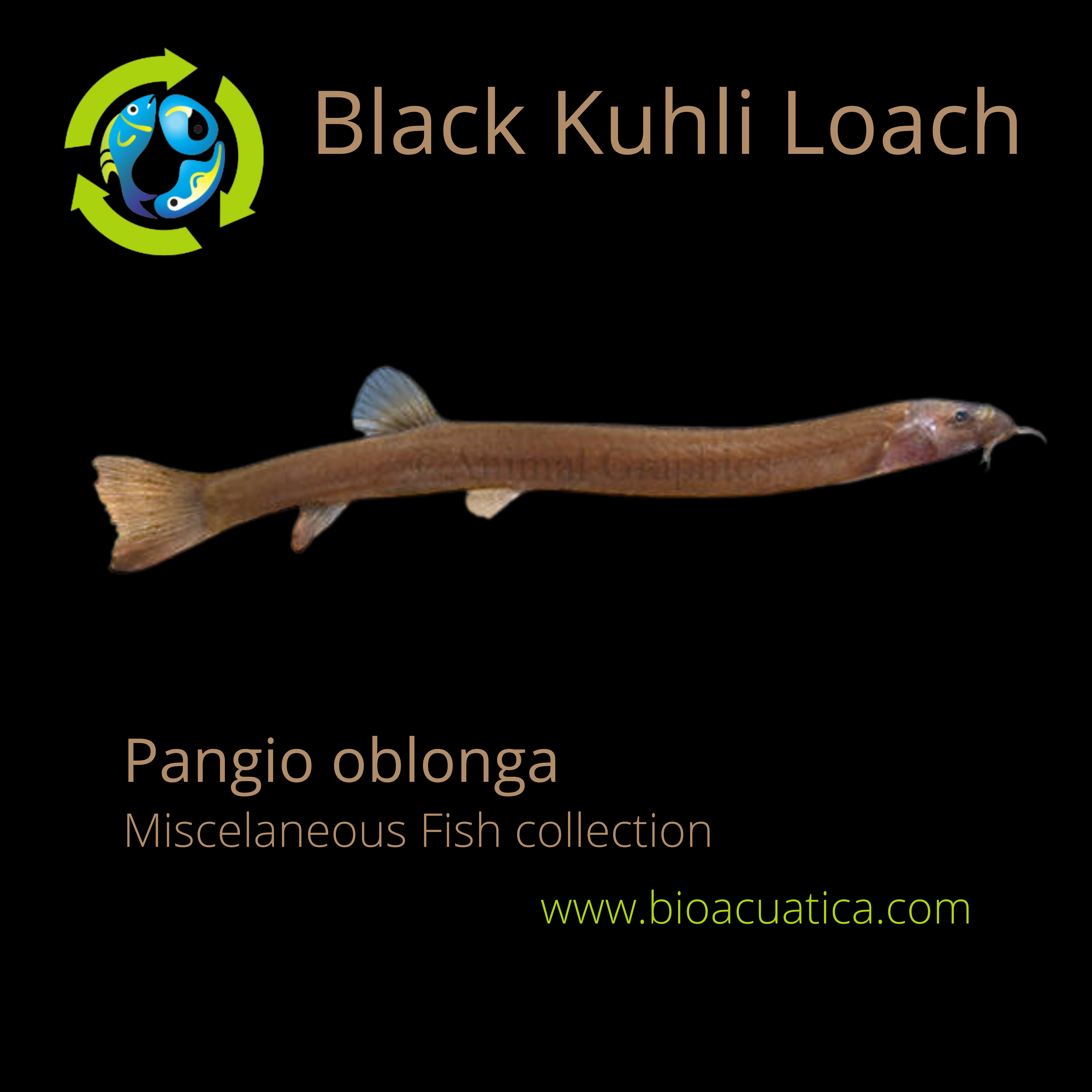 Cobrinha Kuhli Loach - Aquarismo Sergipe