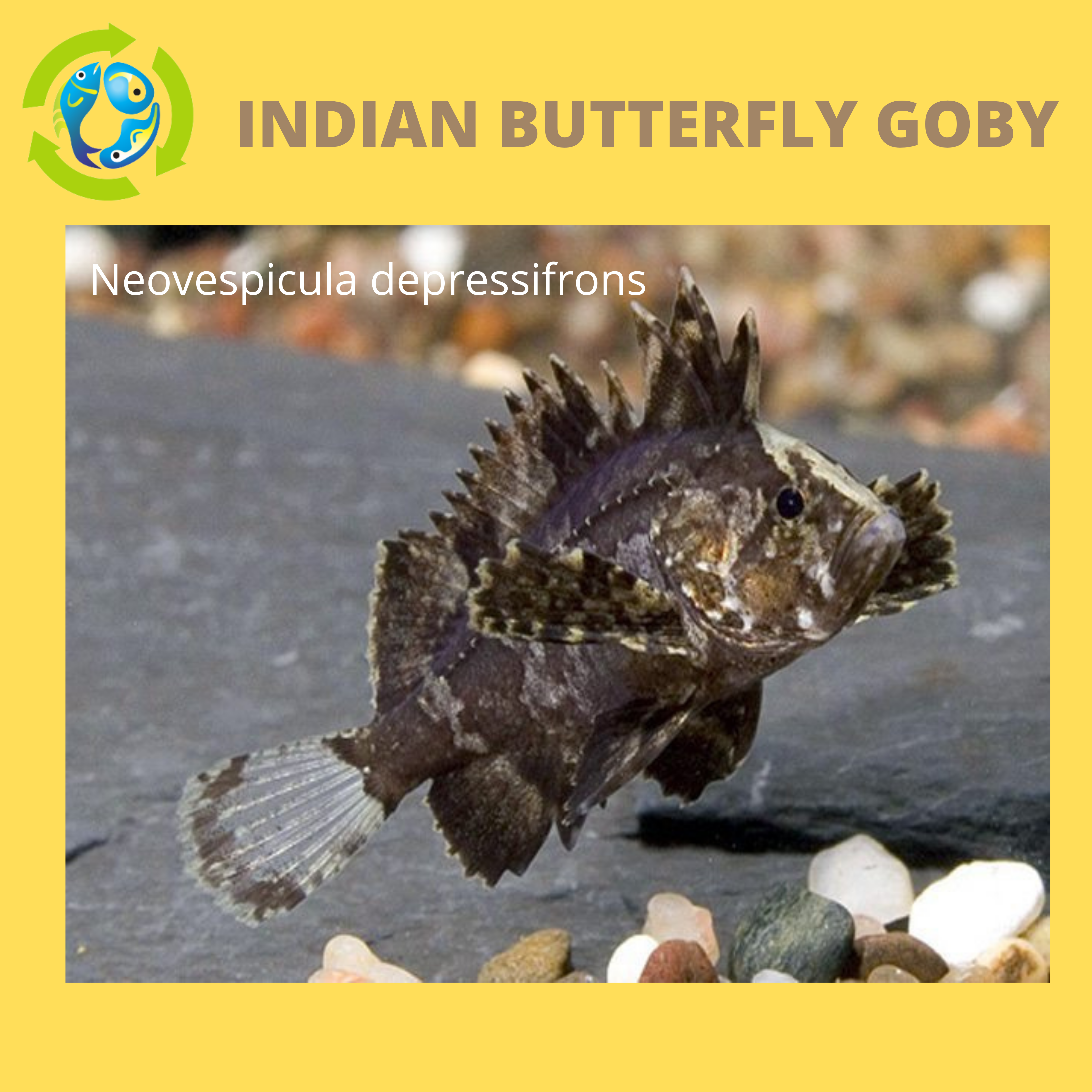 Butterfly goby hot sale care