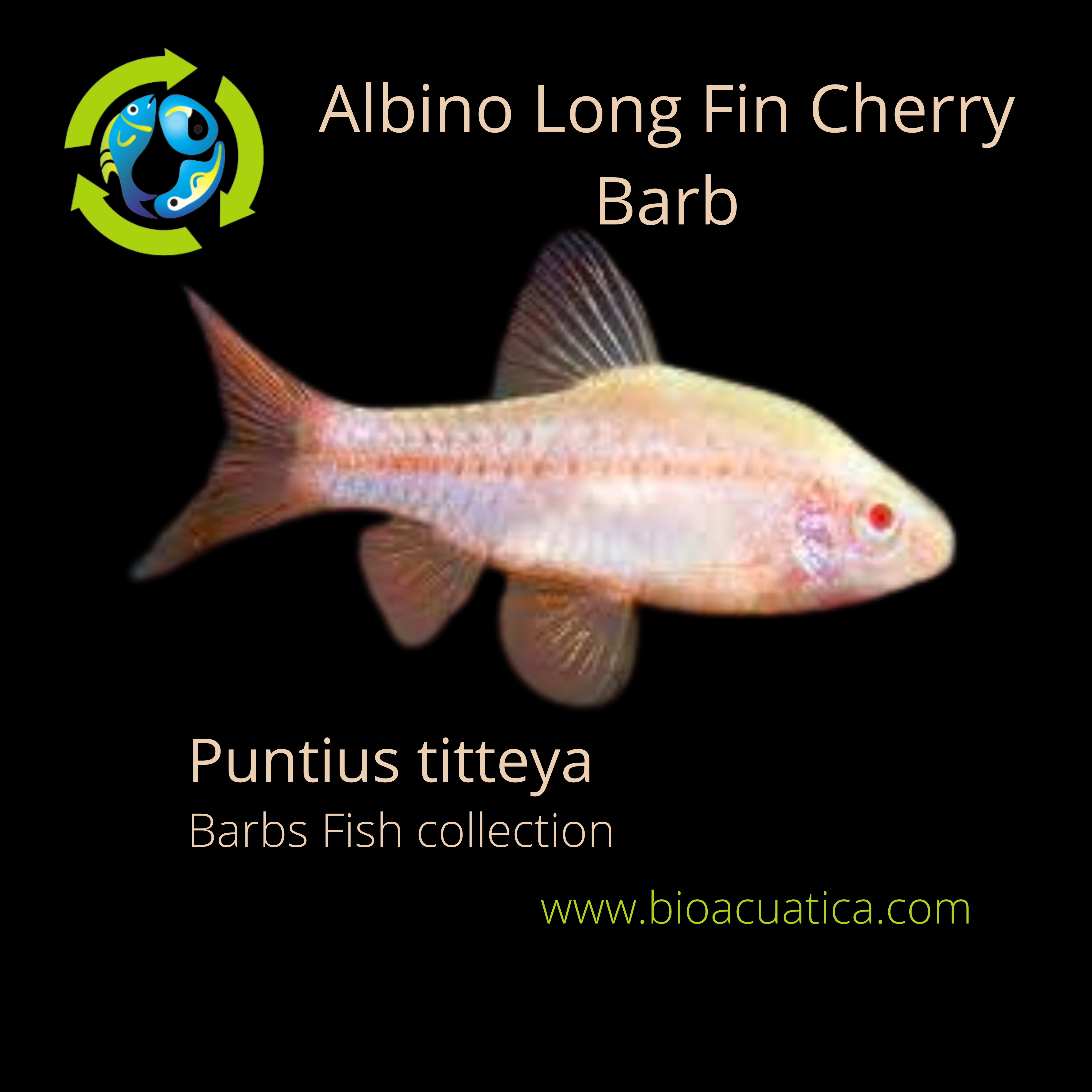 barb fish species