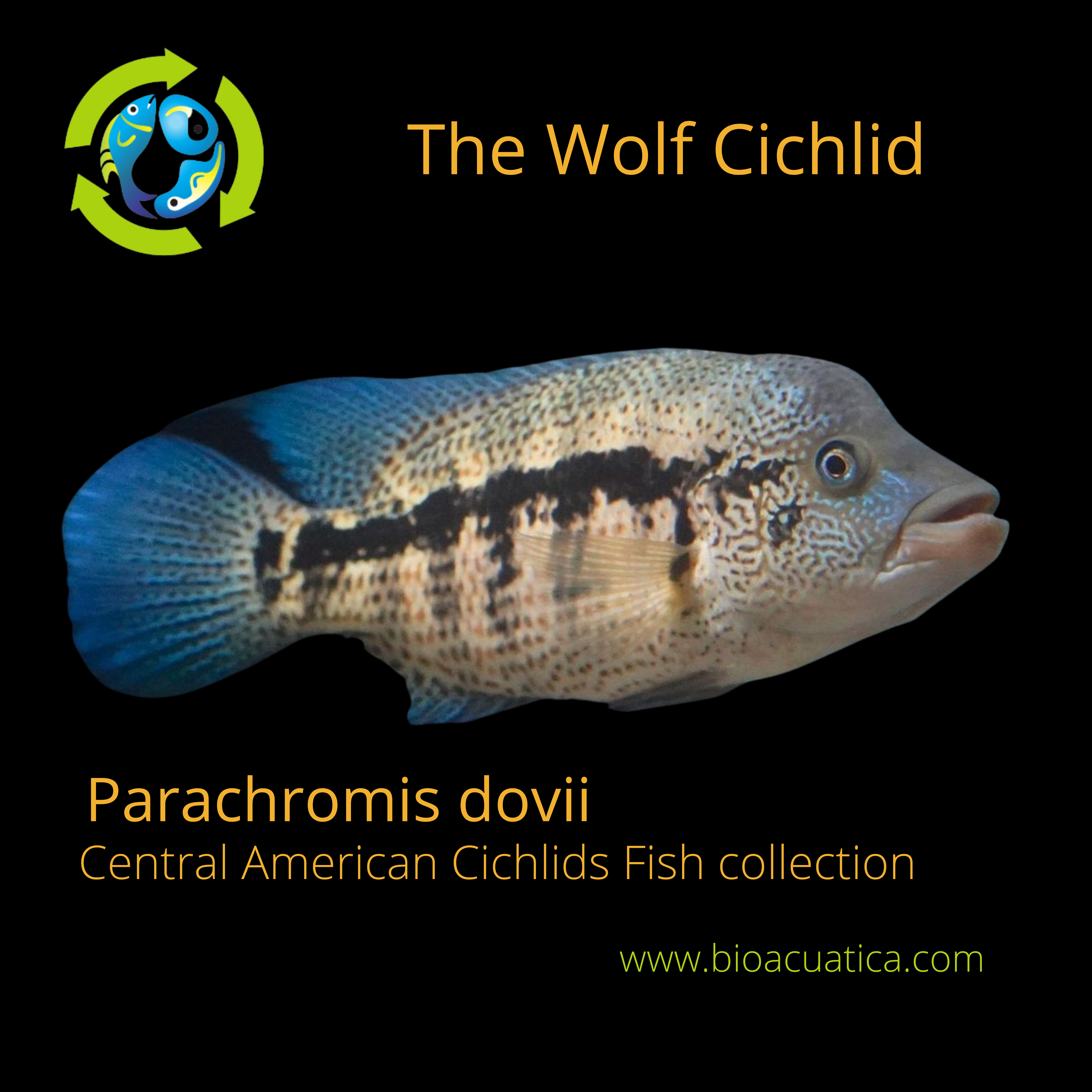 parachromis dovii