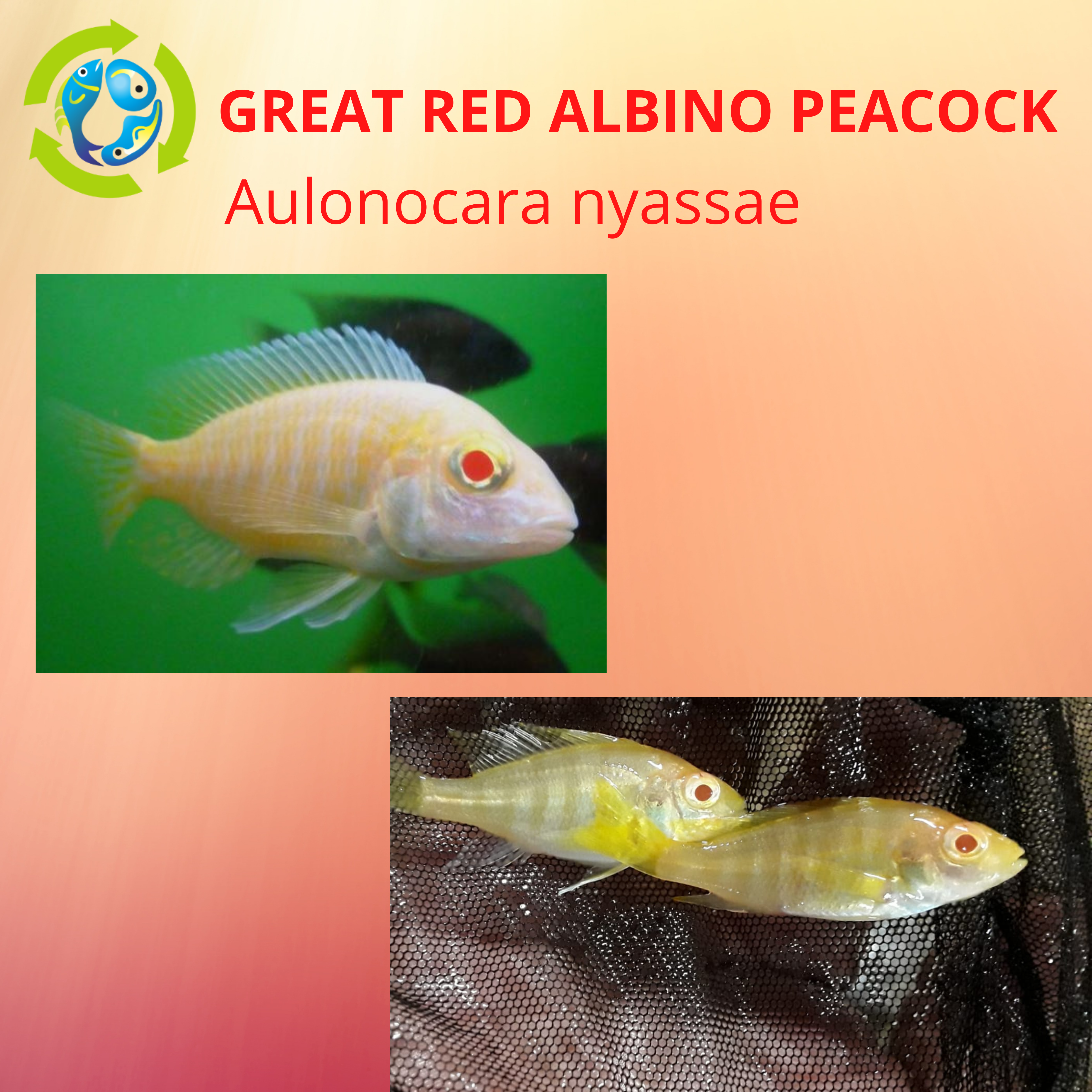 albino peacock cichlid female