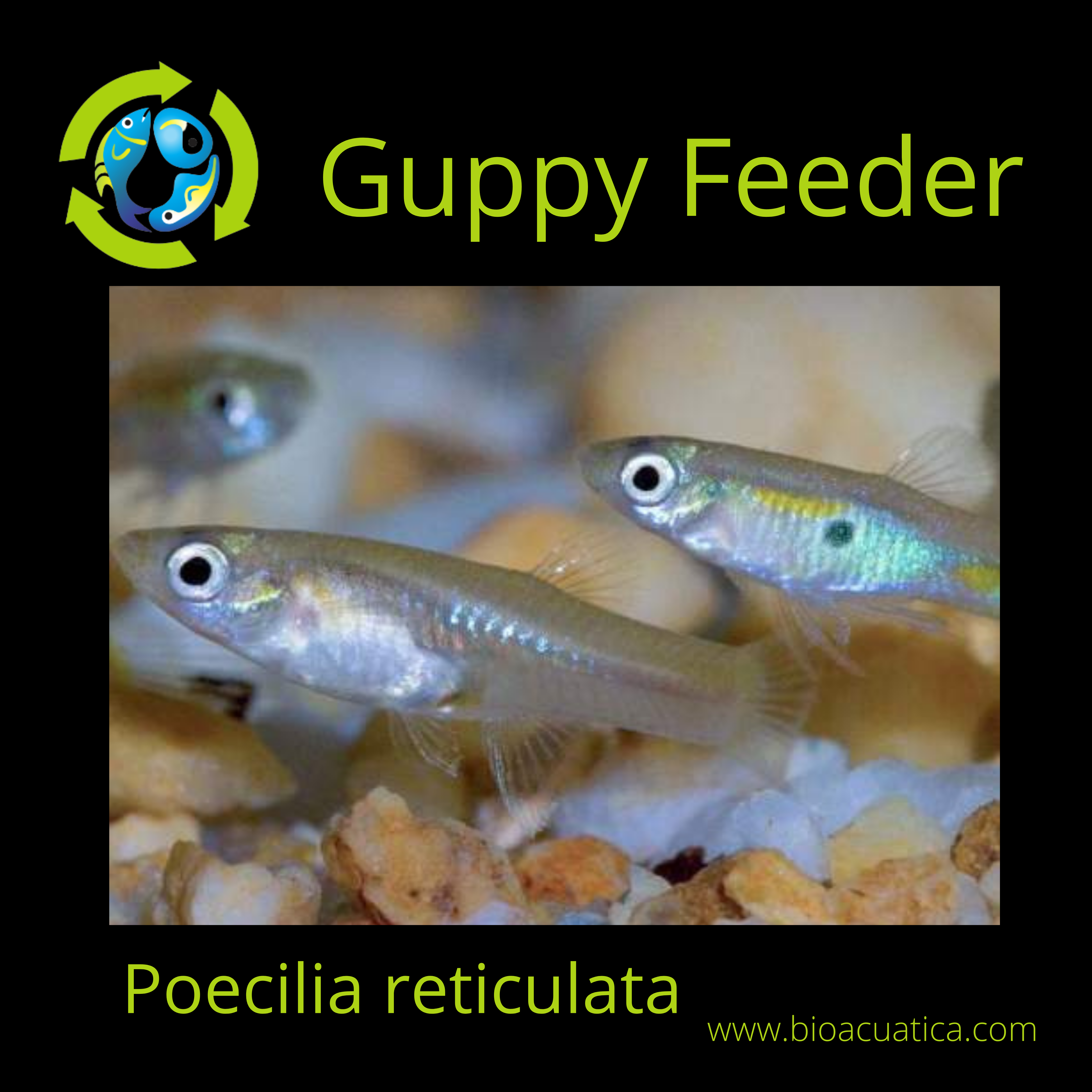 25 GUPPY FEEDER FROM 1 4 TO 3 4 INCH LIVE FOOD FOR FISH