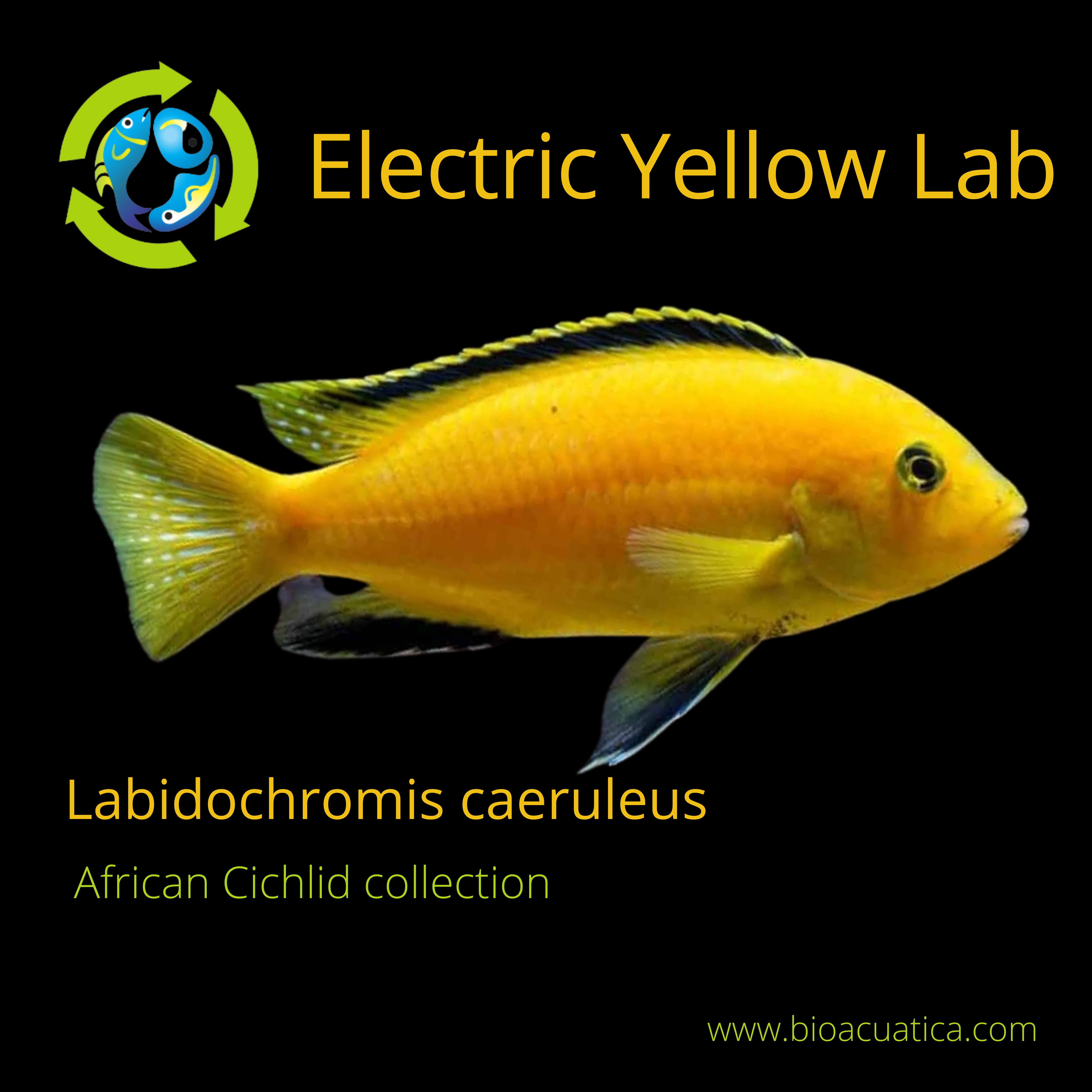 labidochromis caeruleus albino