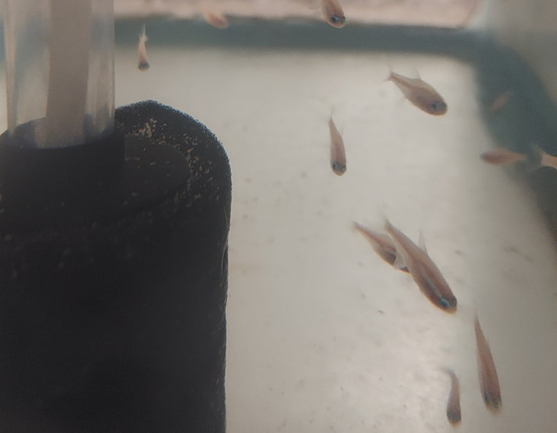 8 CUTE TINY GOLD NEON TETRA (Paracheirodon innesi)