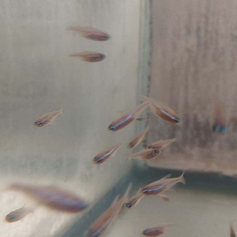 8 CUTE TINY GOLD NEON TETRA (Paracheirodon innesi)