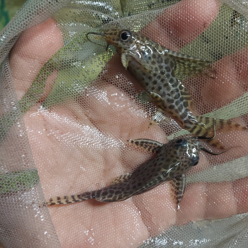 AMAZING SYNODONTIS EUPTERUS 3"