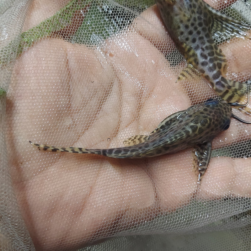 AMAZING SYNODONTIS EUPTERUS 3"