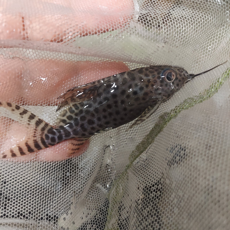 AMAZING SYNODONTIS EUPTERUS 3"