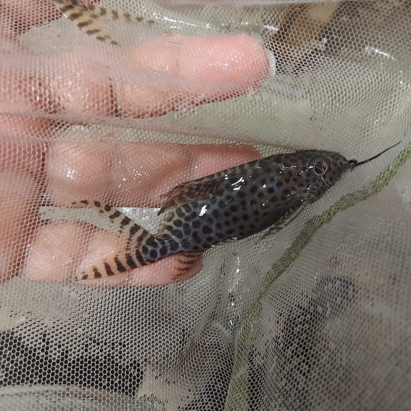 AMAZING SYNODONTIS EUPTERUS 3"