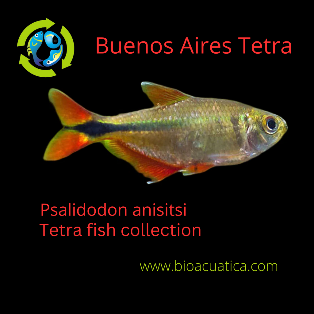 BEAUTIFUL 5 TETRA BUENOS AIRES LARGE UNSEXED Psalidodon anisitsi