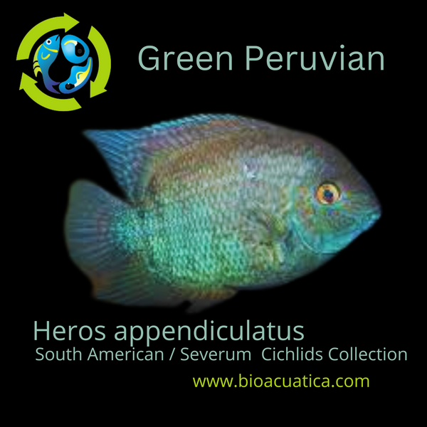 BEAUTIFUL PERUVIAN SEVERUM 2 TO 2.5 INCHES UNSEXED (Heros appendiculatus)