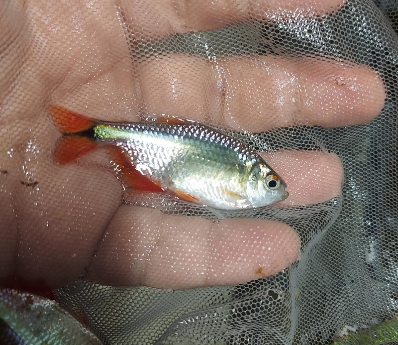 BEAUTIFUL 5 TETRA BUENOS AIRES UNSEXED (Psalidodon anisitsi)