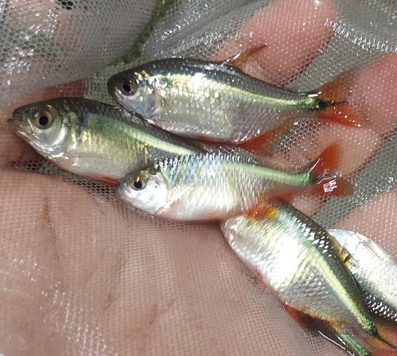 BEAUTIFUL 5 TETRA BUENOS AIRES UNSEXED (Psalidodon anisitsi)