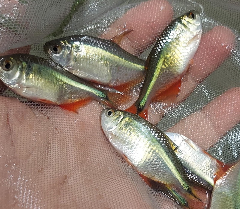 BEAUTIFUL 5 TETRA BUENOS AIRES UNSEXED (Psalidodon anisitsi)