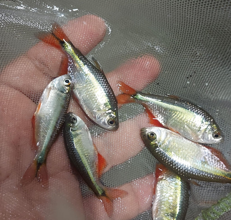 BEAUTIFUL 5 TETRA BUENOS AIRES UNSEXED (Psalidodon anisitsi)