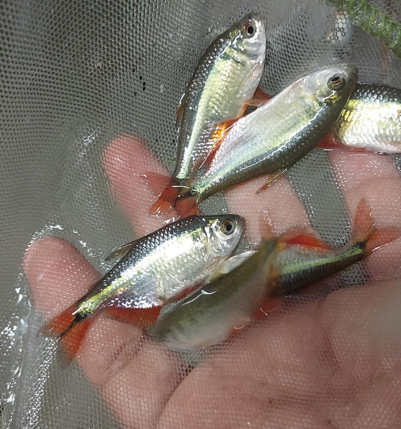 BEAUTIFUL 5 TETRA BUENOS AIRES UNSEXED (Psalidodon anisitsi)