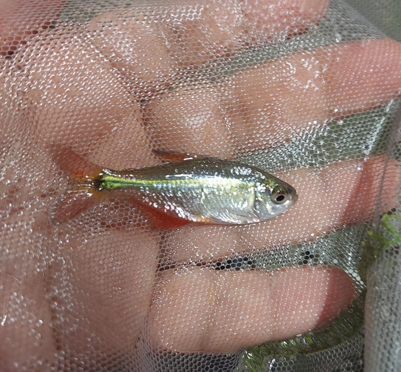 BEAUTIFUL 5 TETRA BUENOS AIRES UNSEXED (Psalidodon anisitsi)