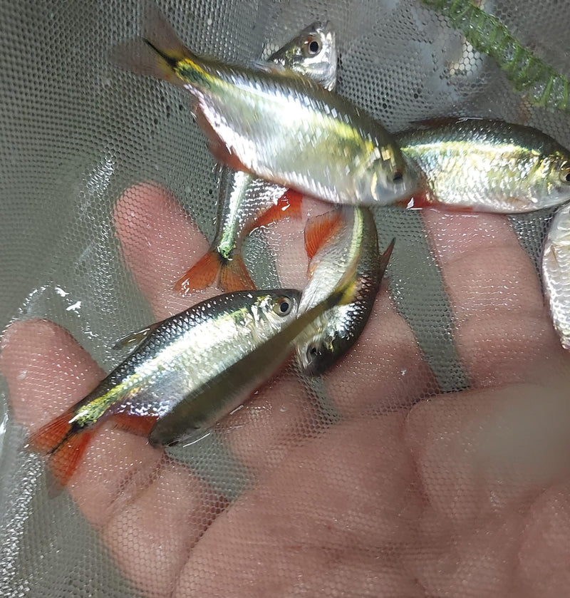 BEAUTIFUL 5 TETRA BUENOS AIRES UNSEXED (Psalidodon anisitsi)