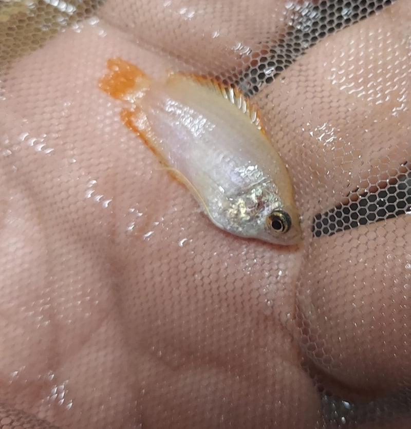 HONEY DWARF GOURAMI UNSEXED 1" (Trichogaster chuna)