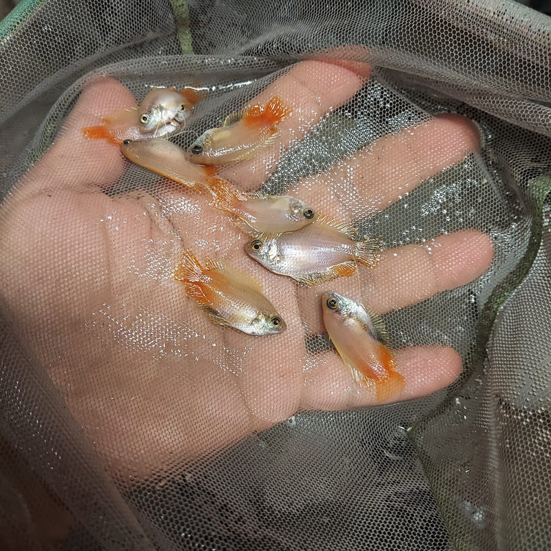 HONEY DWARF GOURAMI UNSEXED 1" (Trichogaster chuna)