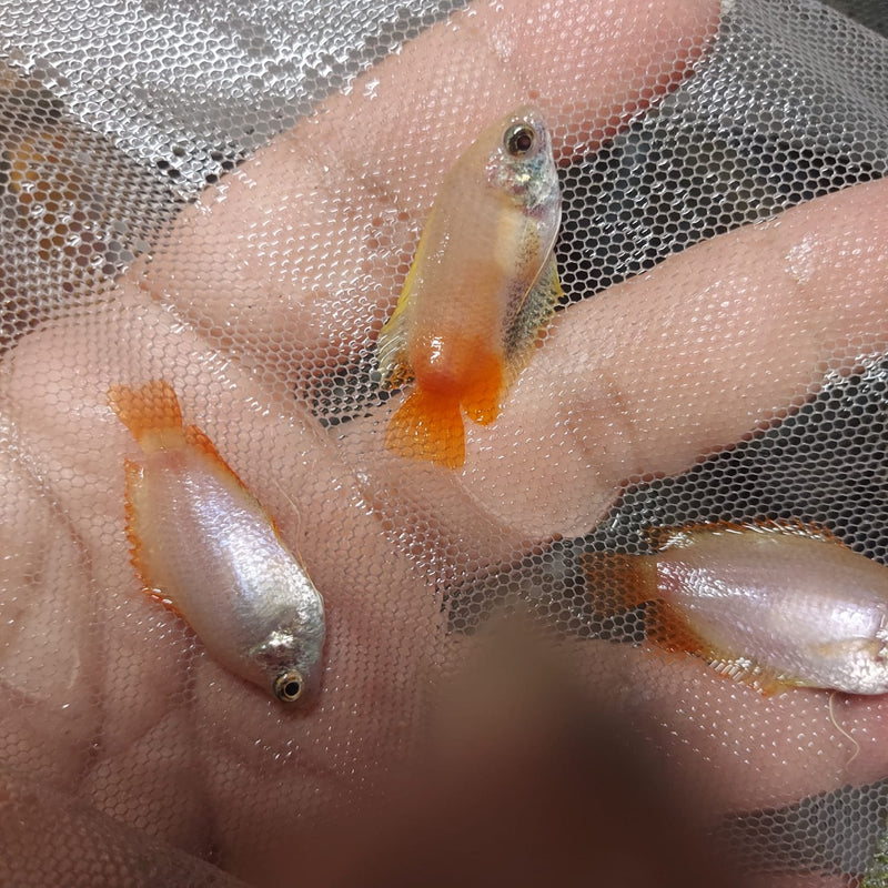 HONEY DWARF GOURAMI UNSEXED 1" (Trichogaster chuna)