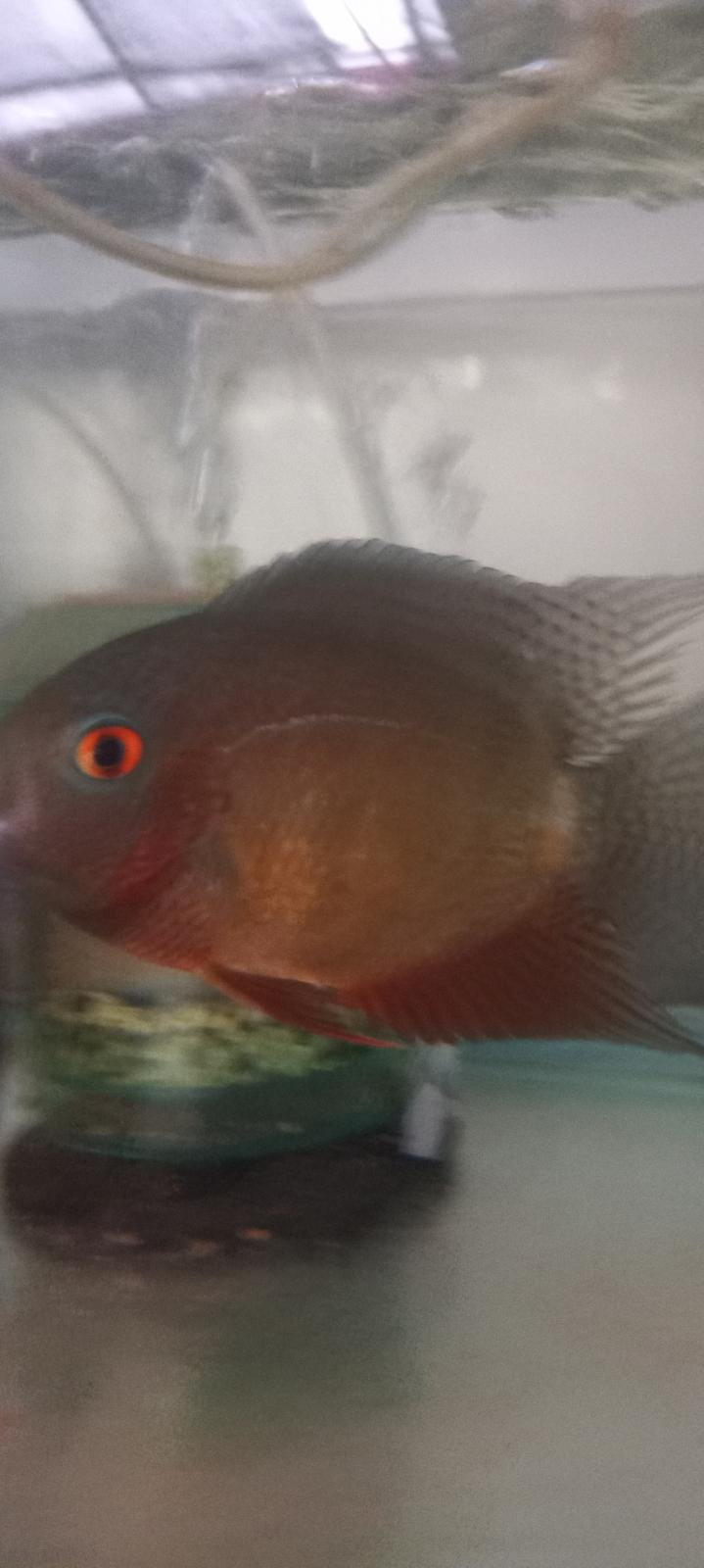 RED SPOTTED RED RAINBOW SEVERUM CICHLID 1.5" UNSEXED