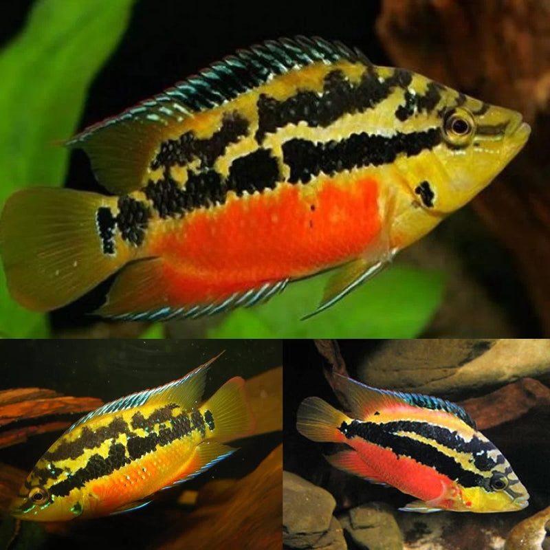 3 PACK SALVINI CICHLID 1"