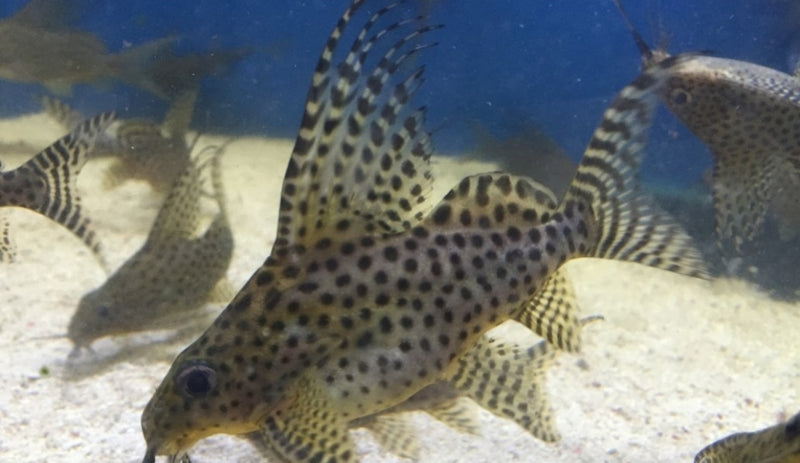 AMAZING SYNODONTIS EUPTERUS 3"