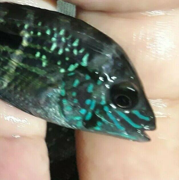 3 BEAUTIFUL GREEN TERROR CICHLID 2.5"