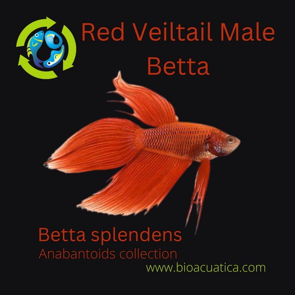 betta fish male