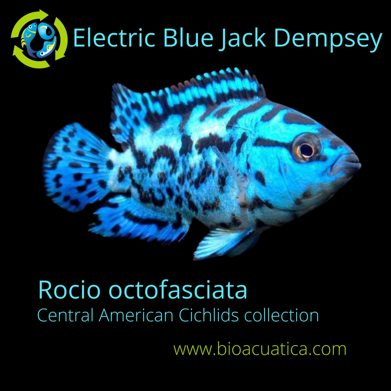 Cichlasoma octofasciatum Blue jack dempsey