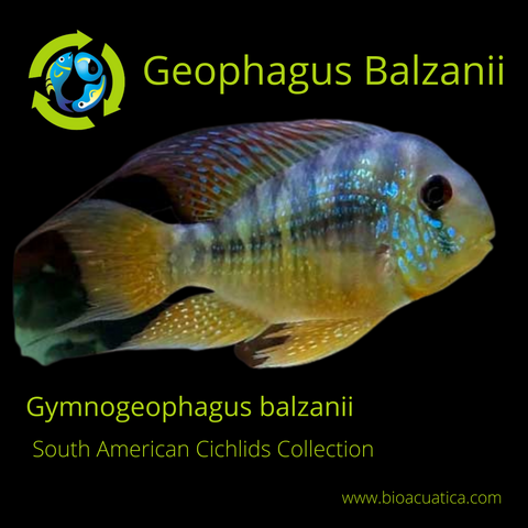 MZUSP 28461 Ho!otype of Gymnogeophagus meridionalis sp. n., SL = 80.3 mm.