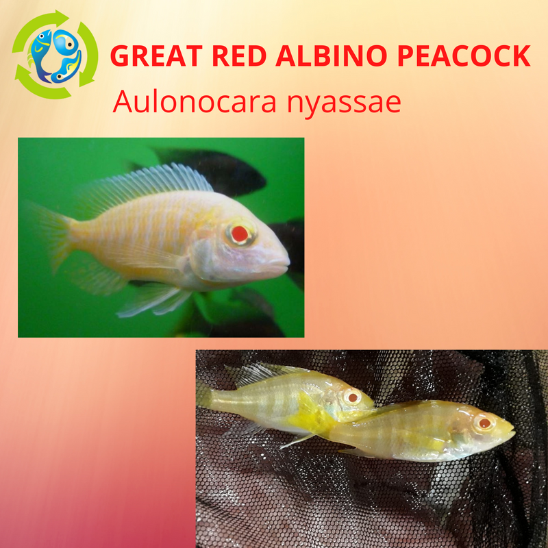 albino eureka peacock