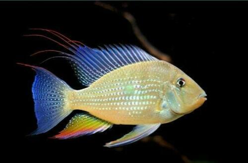 3 SOUTH AMERICAN CICHLIDS: HECKELII + ELECT BLUE ACARA+ GEOPH BRASILIENSIS