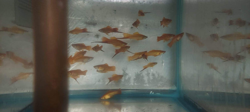 3 COLORFUL MARIGOLD SWORDTAIL 2" Livebearers