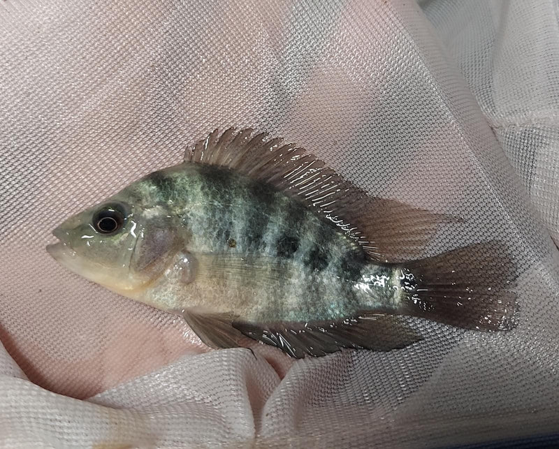 GREAT GUAYAS CICHLID 3 to 4  INCHES UNSEXED ( Amphilophus hogamooborum )