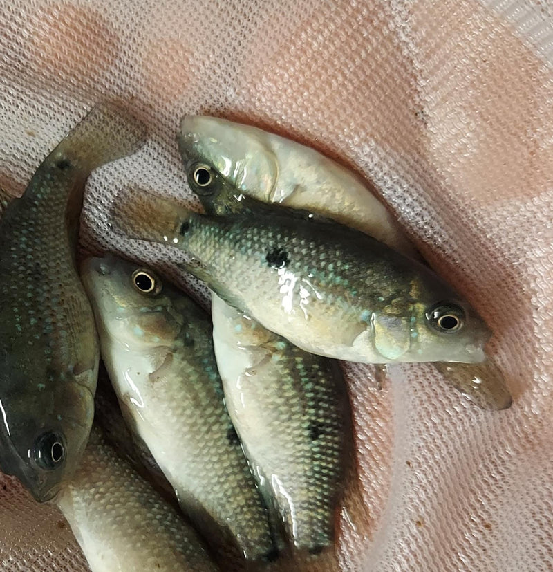 GREAT TAMASOPO CICHLID 1.5 INCHES UNSEXED ( Herichthys tamasopensis)