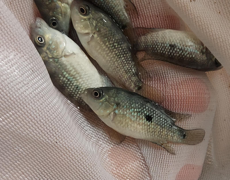 GREAT TAMASOPO CICHLID 1.5 INCHES UNSEXED ( Herichthys tamasopensis)