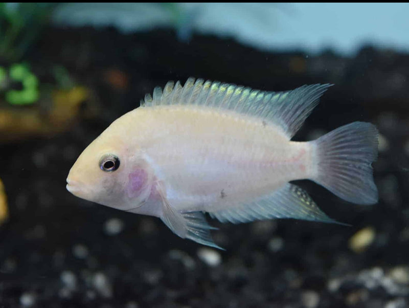 PINK CONVICT CICHLID 2.5" MALE