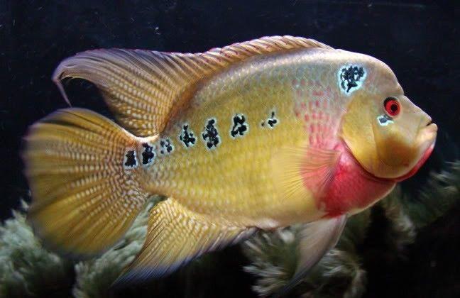 THE STUNNING TRIMAC CICHLID  F1 2.5 TO 3.0" (Cichlasoma trimaculatum) VERY RARE