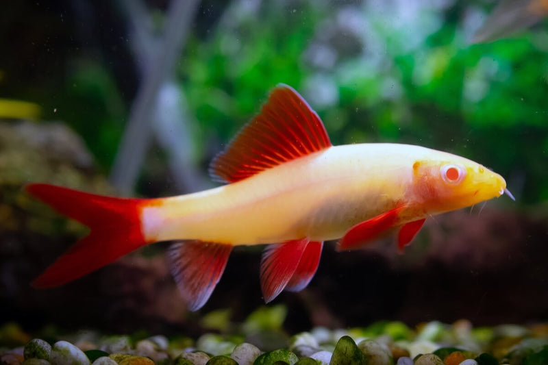 COLORFUL ALBINO RAINBOWSHARK 1.5 TO 2 INCHES